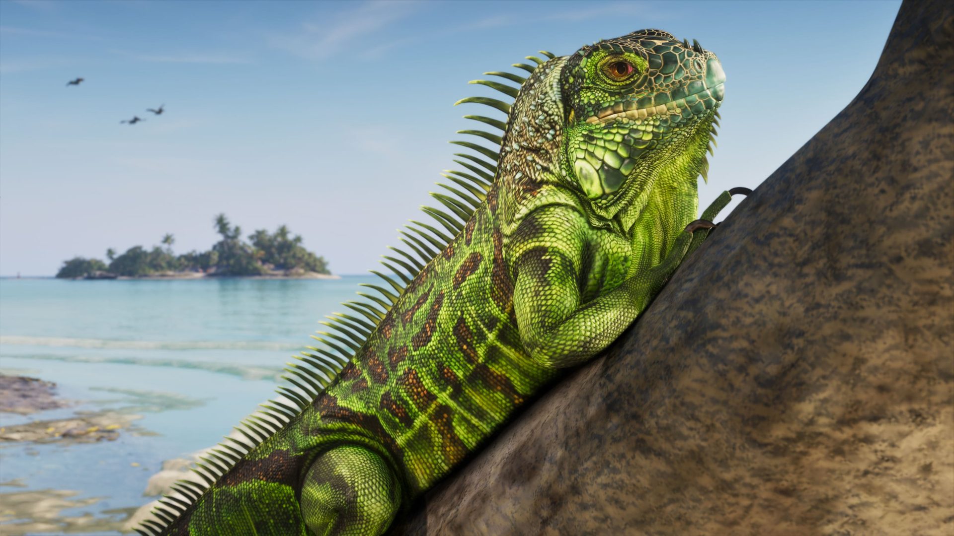 An iguana on the coast
